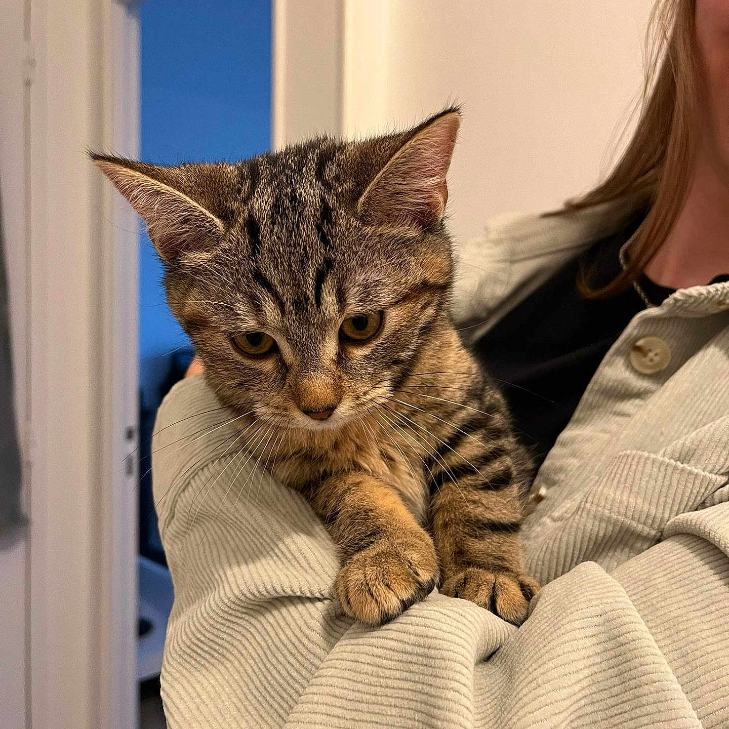 Neïa participe au concours pour gagner de l'argent avec cette photo : abyssinian, adult, animal, blanket, cat, female, hair, kitten, manx, person, pet, woman