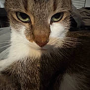 Bojack is registered to the contest to win money with this photo: cat, close_up, indoor, animal, pet, fur, whiskers, green_eyes, tabby, face, cute, cozy, sofa, relaxed, domestic, mammal, portrait, feline, looking, home
