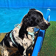 Woogie a rejoint le concours — aidez-le/la à gagner de superbes lots ! animal, black_and_white, blue, canine, daylight, dog, fur, grass, harness, leisure, outdoor, pet, playing, pool, side_view, summer, vibrant, water, wet_dog, young_dog
