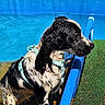 animal, black_and_white, blue, canine, daylight, dog, fur, grass, harness, leisure, outdoor, pet, playing, pool, side_view, summer, vibrant, water, wet_dog, young_dog