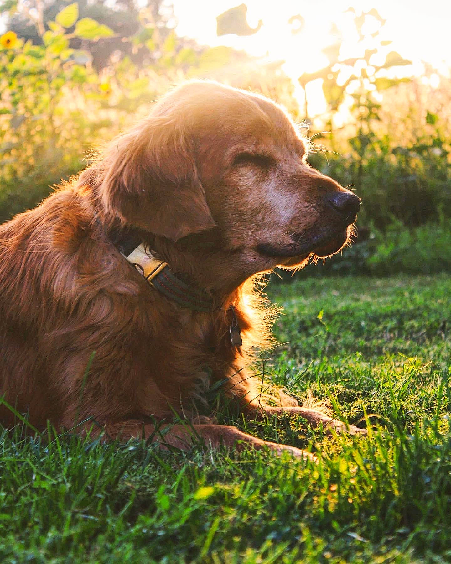 Griffin is registered to the contest to win money with this photo: canidae, carnivore, companion_dog, dog, dog_breed, flat_coated_retriever, german_spaniel, golden_retriever, grass, hovawart, hunting_dog, labrador_retriever, mammal, nova_scotia_duck_tolling_retriever, retriever, snout, sporting_group, sunlight, sussex_spaniel, vertebrate