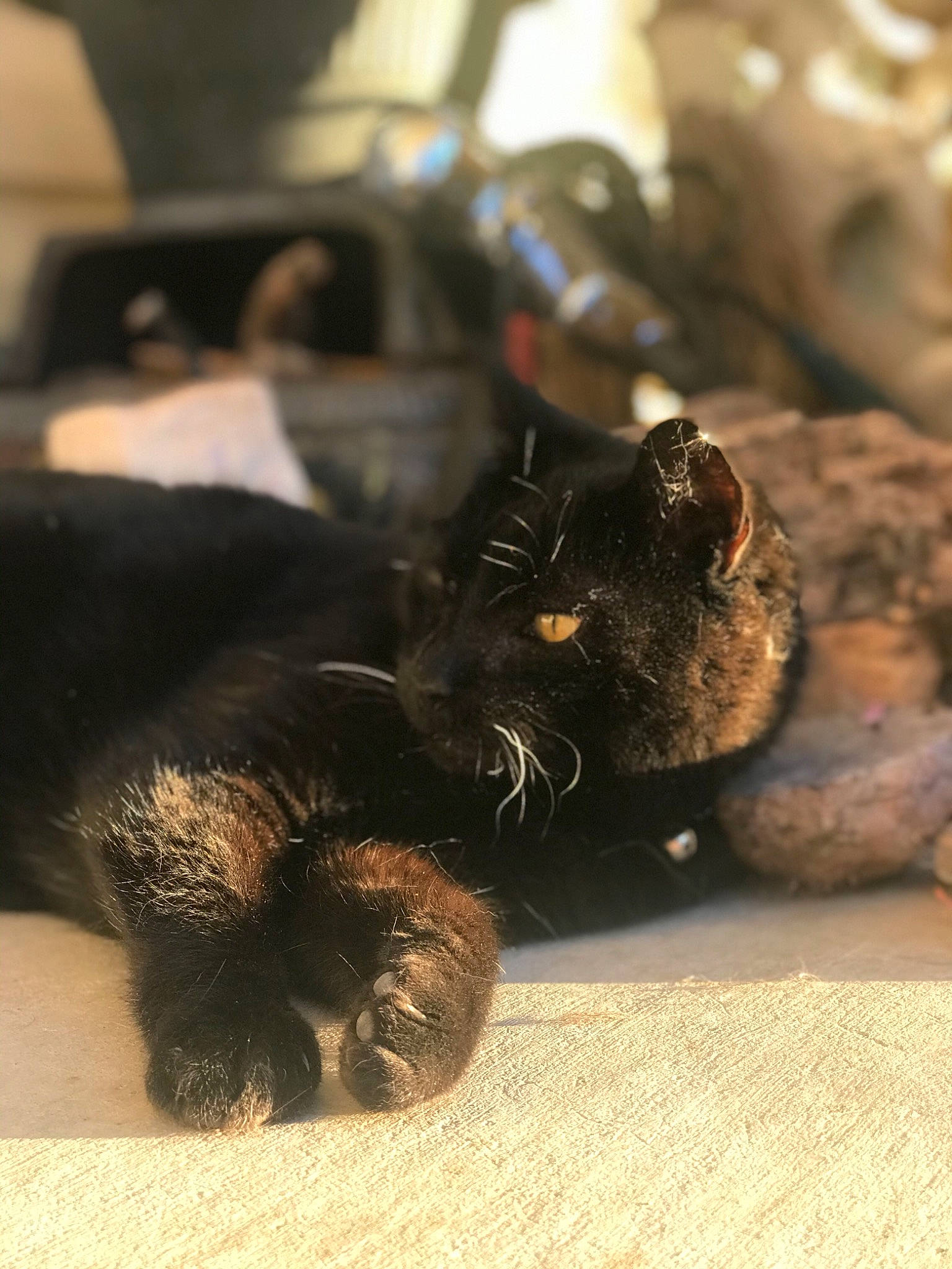 Chica joined the competition — help win amazing prizes! black_cat, carnivore, cat, felidae, fur, kitten, paw, small_to_medium_sized_cats, snout, whiskers