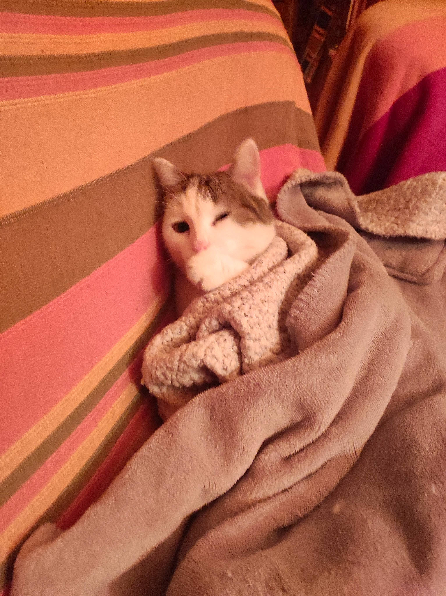 Mini a rejoint le concours — aidez-le/la à gagner de superbes lots ! bed, carnivore, cat, chair, comfort, couch, fawn, felidae, fur, linens, peach, pink, sleeve, small_to_medium_sized_cats, stairs, tail, textile, tints_and_shades, whiskers, wood