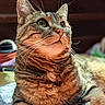 cat, tabby_cat, feline, pet, whiskers, fur, close_up, portrait, indoor, animal, cute, looking_up, paw, relaxed, cozy, texture, soft_light, domestic_cat, mammal, curious