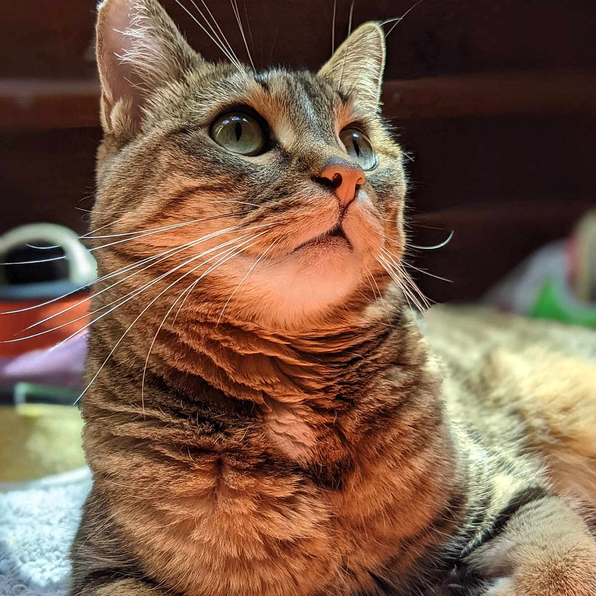 Scampi