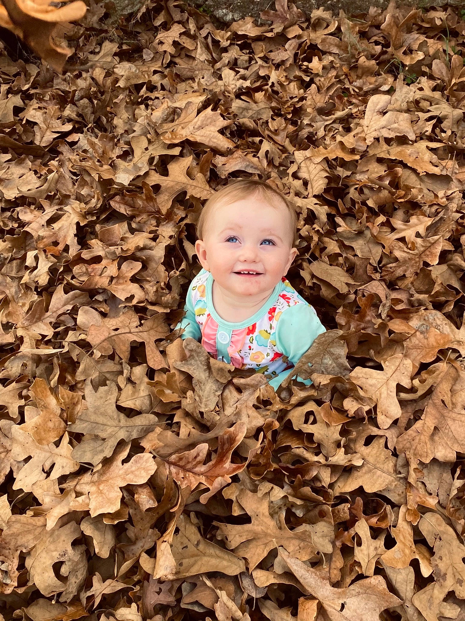 Emma-leigh is registered to the contest to win money with this photo: adaptation, autumn, baby, brown, child, fun, joy, leaf, person, photograph, photography, plant, play, portrait, portrait_photography, smile, soil, toddler, tree, wood