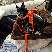 Chiquita An Milly is registered to the contest to win money with this photo: black_dog, brown, car_door, car_interior, dog, fabric, happy_dog, leash, orange_harness, outdoor_view, pet_car_seat, resting_dog, road, seat_cover, seatbelt, side_mirror, small_dog, sunlight, vehicle, window