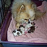 dog, puppies, newborn, towel, crate, animal, pet, fur, mother, parent, care, nurture, cute, indoor, resting, small, pink, brown, white, cozy