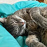 Mr Kitty is registered to the contest to win money with this photo: bedroom, blanket, cat, closeup, cozy, cute, domestic_cat, feline, fur, gray_tabby, indoor, nap, paw, pet, relaxed, resting, sleeping, soft, turquoise, whiskers