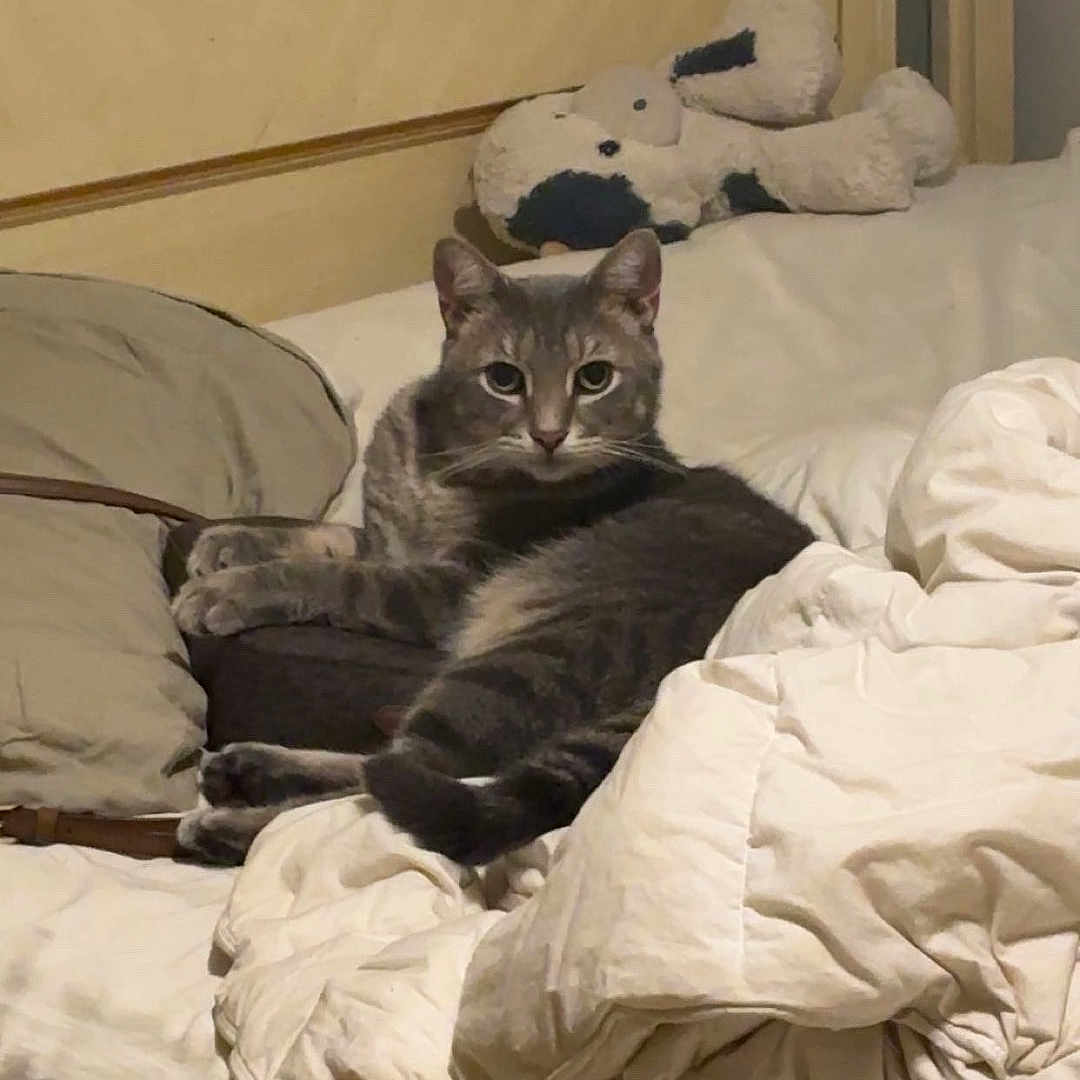 Mr Kitty