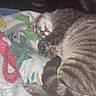 Mr Kitty is registered to the contest to win money with this photo: animal, blanket, cat, cozy, curled_up, cute, feline, fur, home, indoor, mammal, paw, pet, relaxation, resting, sleeping, striped, tabby_cat, tail, whiskers