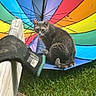 animal, background, cat, colorful, curious, garden, glove, grass, gray_cat, greenery, nature, outdoor, pet, playful, rainbow_umbrella, sitting, summer, sunlight, umbrella, wooden_plank