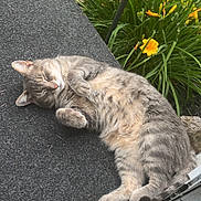 Mr Kitty joined the competition — help win amazing prizes! animal, cat, cute, feline, fluffy, garden, gray_tabby, green_grass, mat, nature, outdoor, paw, peaceful, pet, relaxed, resting, sleeping, summer, sunlight, yellow_flowers