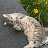 animal, cat, cute, feline, fluffy, garden, gray_tabby, green_grass, mat, nature, outdoor, paw, peaceful, pet, relaxed, resting, sleeping, summer, sunlight, yellow_flowers