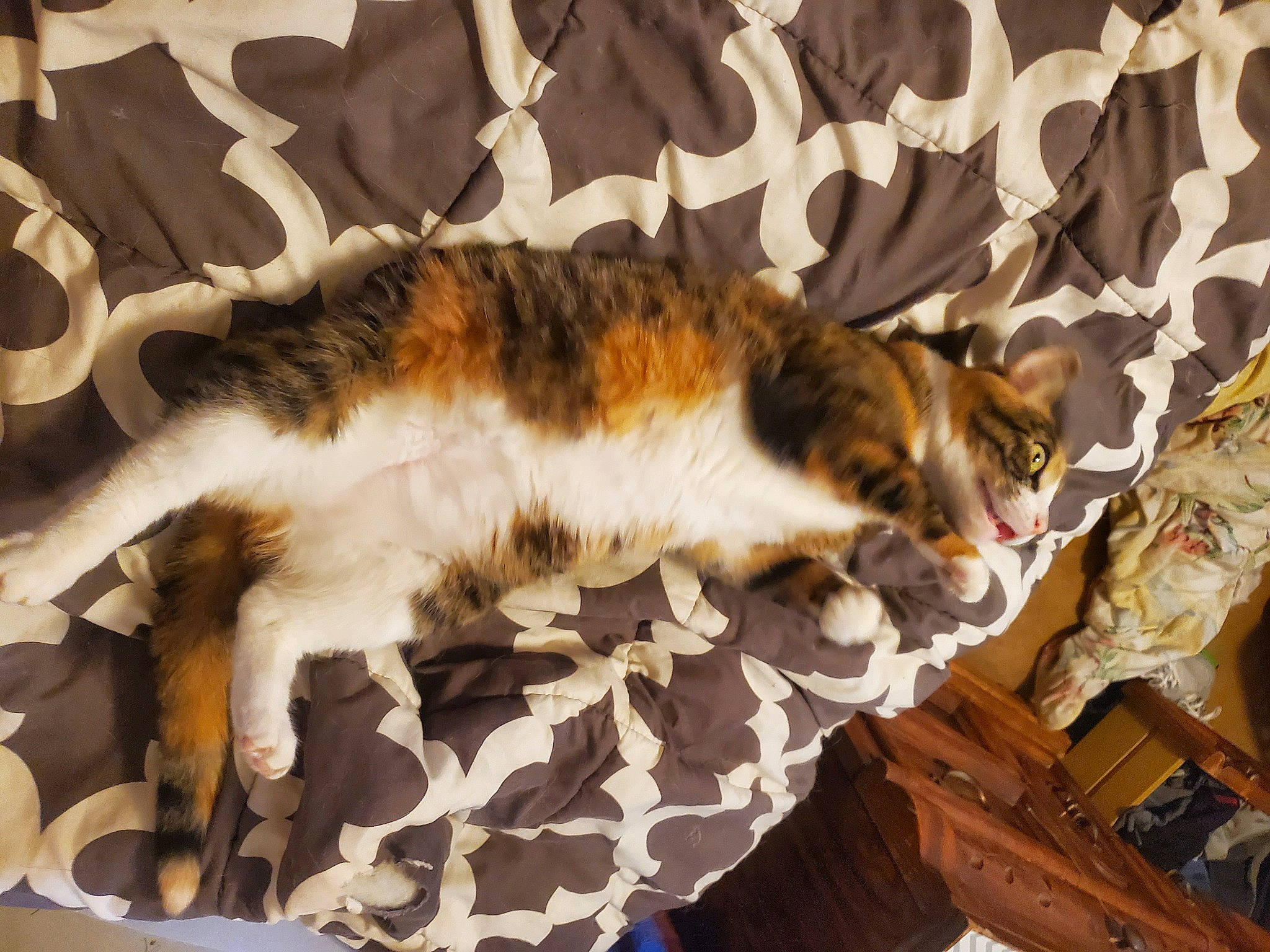 Miss is registered to the contest to win money with this photo: carnivore, cat, claw, comfort, domestic_short_haired_cat, felidae, flooring, fur, hardwood, linens, paw, room, small_to_medium_sized_cats, tail, terrestrial_animal, tree, whiskers, wood