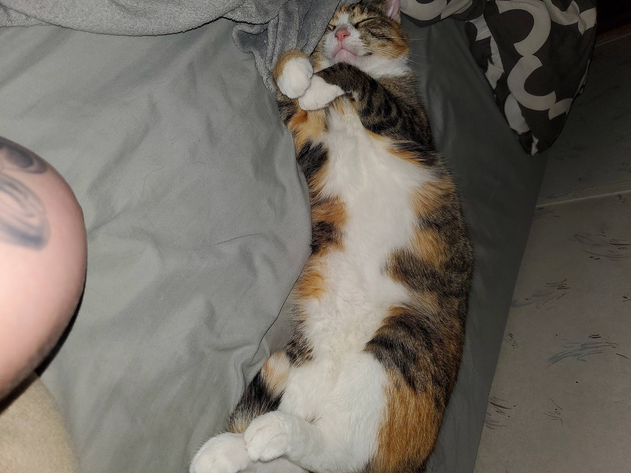 Miss joined the competition — help win amazing prizes! bed, canidae, carnivore, cat, claw, comfort, companion_dog, couch, domestic_short_haired_cat, fawn, felidae, foot, fur, human_leg, linens, paw, small_to_medium_sized_cats, tail, terrestrial_animal, whiskers