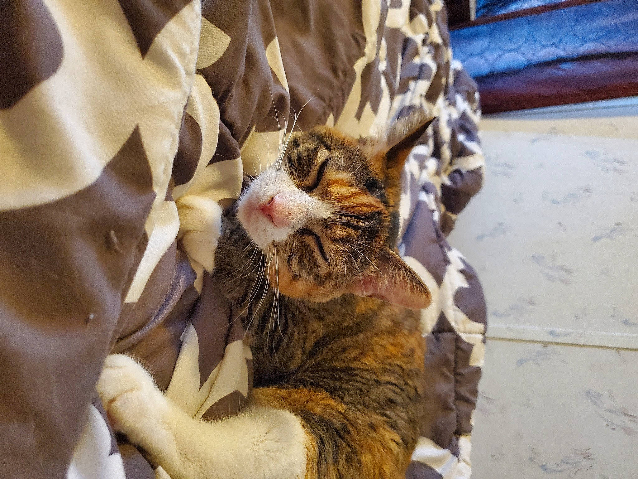 Miss joined the competition — help win amazing prizes! carnivore, cat, claw, comfort, domestic_short_haired_cat, fang, felidae, fur, gesture, paw, small_to_medium_sized_cats, whiskers, wildlife