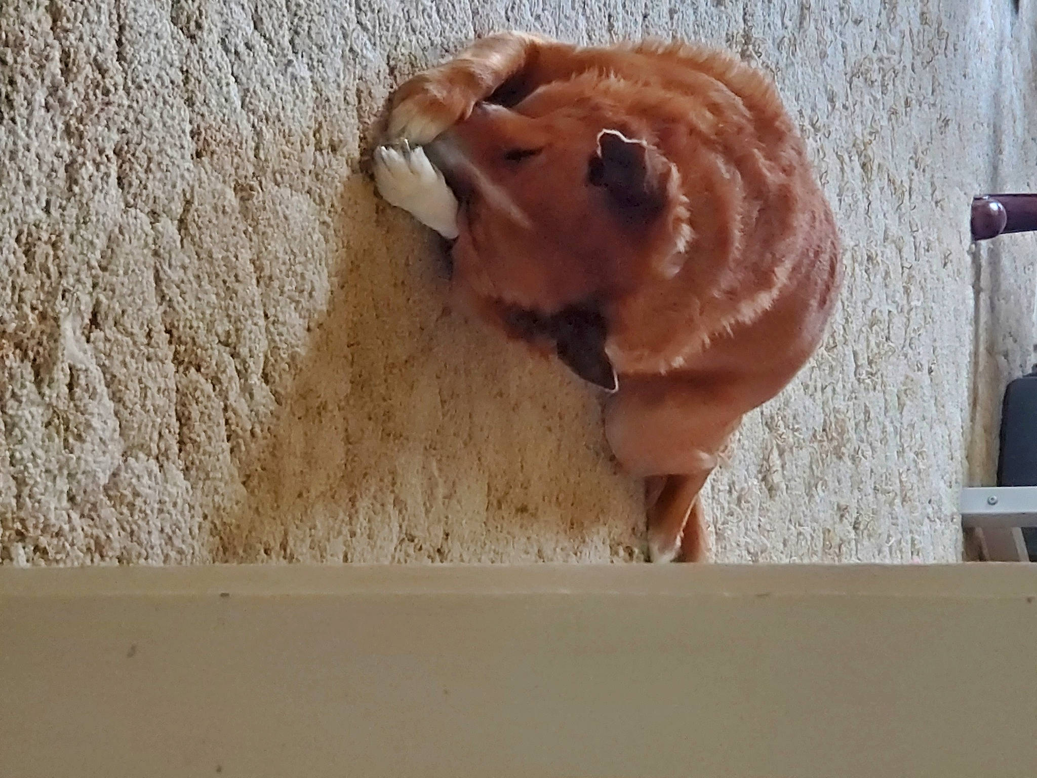 Chase joined the competition — help win amazing prizes! art, canidae, carnivore, companion_dog, dog, dog_breed, fawn, felidae, fur, hardwood, liver, paw, pet_supply, shar_pei, sporting_group, tail, window, wood, working_animal, wrinkle