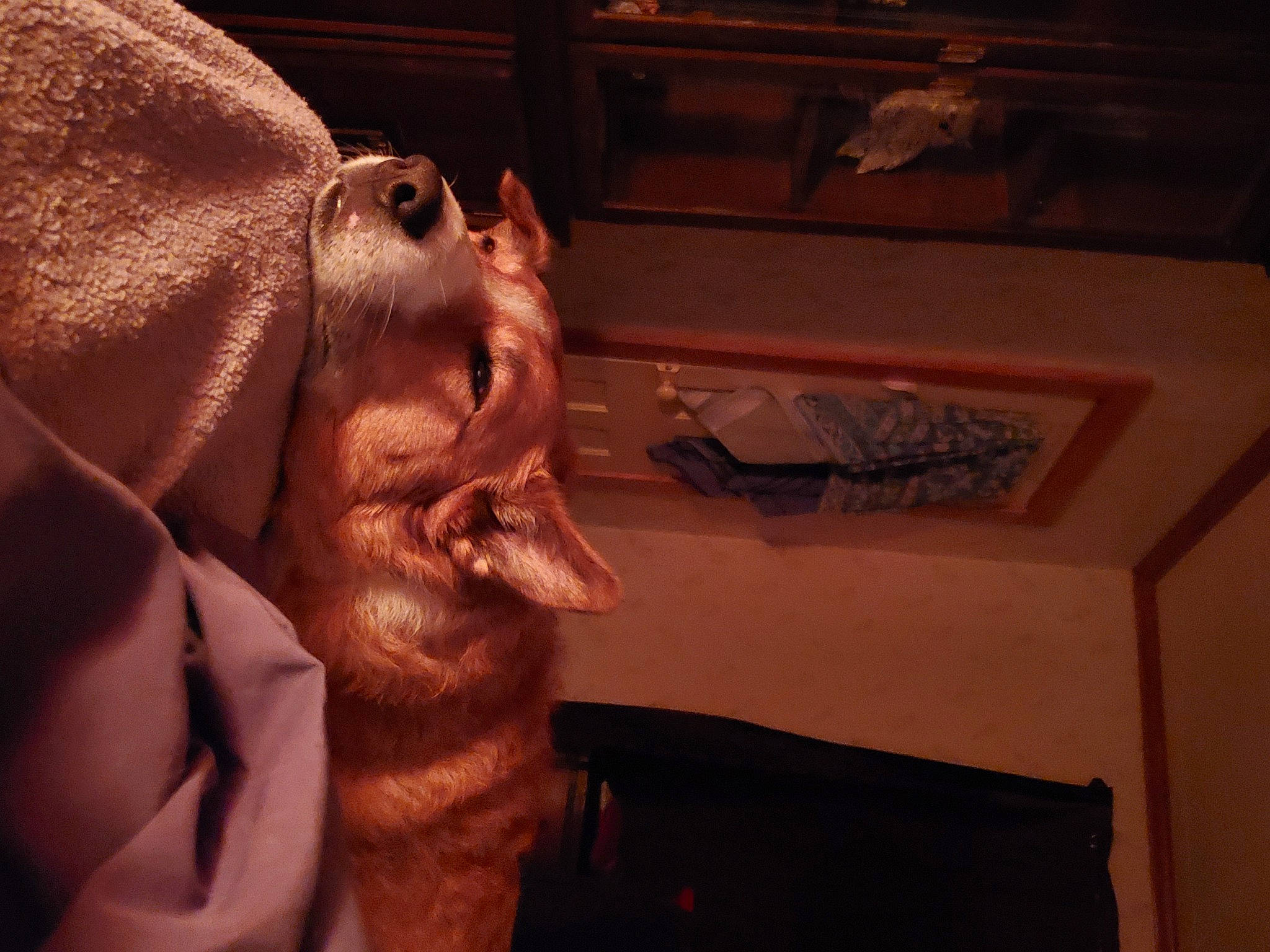 Chase is registered to the contest to win money with this photo: animation, beard, carmine, darkness, ear, fawn, fictional_character, finger, flesh, fun, fur, gesture, jaw, lip, mouth, nose, snout, whiskers, wood, wrinkle