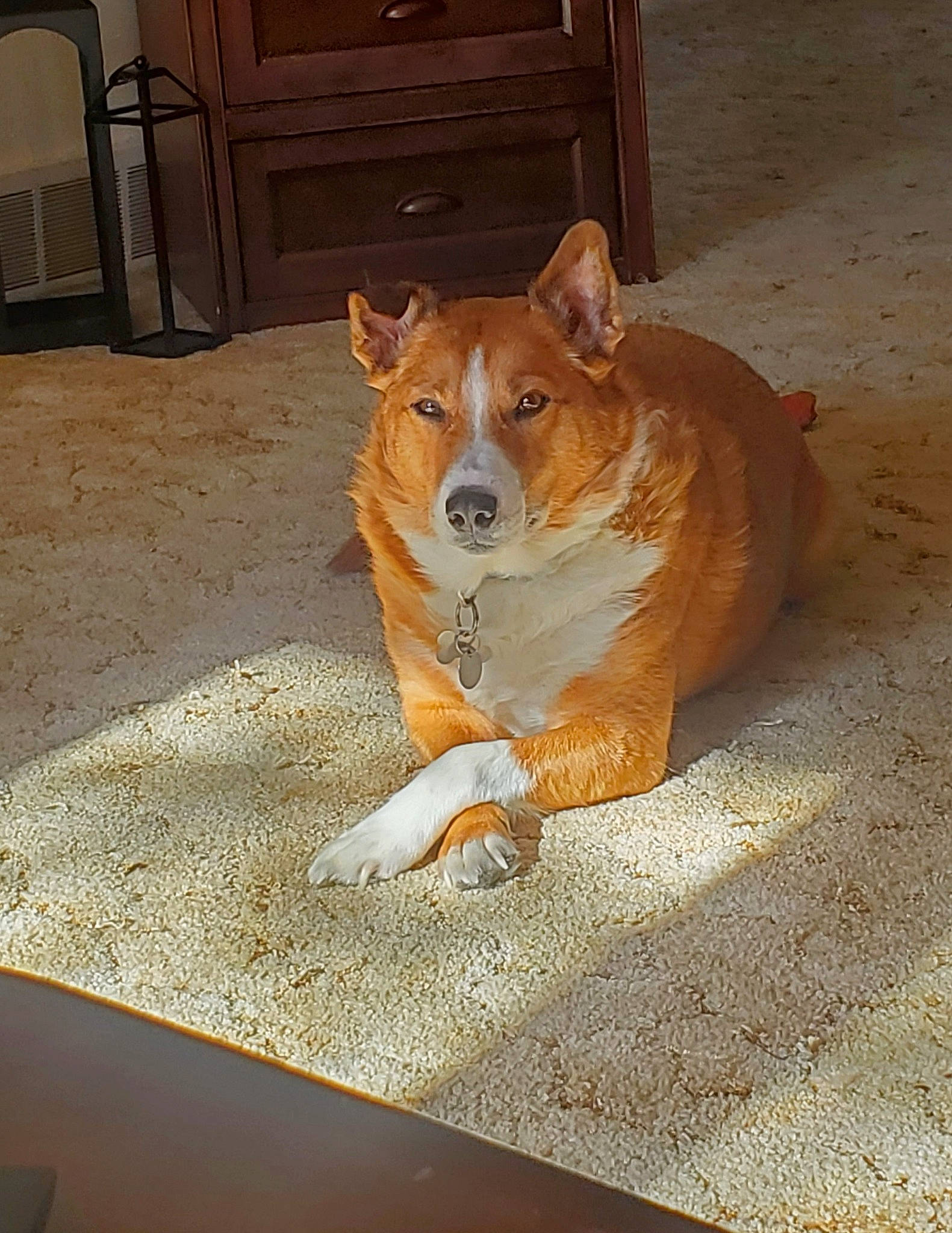 Chase is registered to the contest to win money with this photo: cabinetry, canidae, carnivore, companion_dog, cupboard, dog, dog_breed, dog_supply, door, drawer, fawn, floor, flooring, hardwood, paw, snout, sporting_group, tail, whiskers, wood