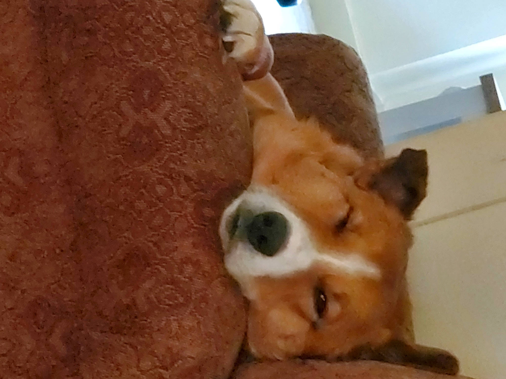 Chase is registered to the contest to win money with this photo: brown, canidae, carnivore, companion_dog, dog, dog_breed, flooring, fur, herding_dog, liver, non_sporting_group, paw, puppy, snout, sporting_group, tail, terrestrial_animal, whiskers, wood, working_animal