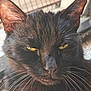 black_cat, cat, close_up, yellow_eyes, whiskers, fur, pet, animal, face, feline, portrait, outdoor, sleepy, unimpressed, cute, domestic_cat, mammal, whisker, head, closeup