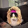 Lil Bit is registered to the contest to win money with this photo: cat, couch, window, blinds, metal_rack, tattoo, arm, filter, blonde_hair, headband, sunglasses, indoor, pet, black_and_white_cat, chat_screenshot, text_overlay, furniture, relaxing, casual, animal
