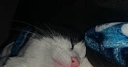 Lil Bit joined the competition — help win amazing prizes! cat, sleeping, close_up, pink_nose, whiskers, white_fur, black_fur, blanket, blue_blanket, cozy, cute, pet, animal, fur, indoors, resting, snuggled, peaceful, night, dark_background