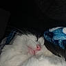 cat, sleeping, close_up, pink_nose, whiskers, white_fur, black_fur, blanket, blue_blanket, cozy, cute, pet, animal, fur, indoors, resting, snuggled, peaceful, night, dark_background