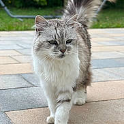 Moumoute participe au concours pour gagner de l'argent avec cette photo : cat, fluffy, gray, white, walking, tail, outdoor, patio, tiles, fur, whiskers, closeup, pet, animal, nature, greenery, confident, cute, mammal, domestic