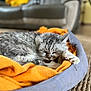Moumoute participe au concours pour gagner de l'argent avec cette photo : cat, sleeping, pet_bed, blanket, gray_tabby, indoor, cozy, feline, resting, soft, home, carpet, closeup, fur, animal, domestic, relaxing, comfort, orange, blurred_background