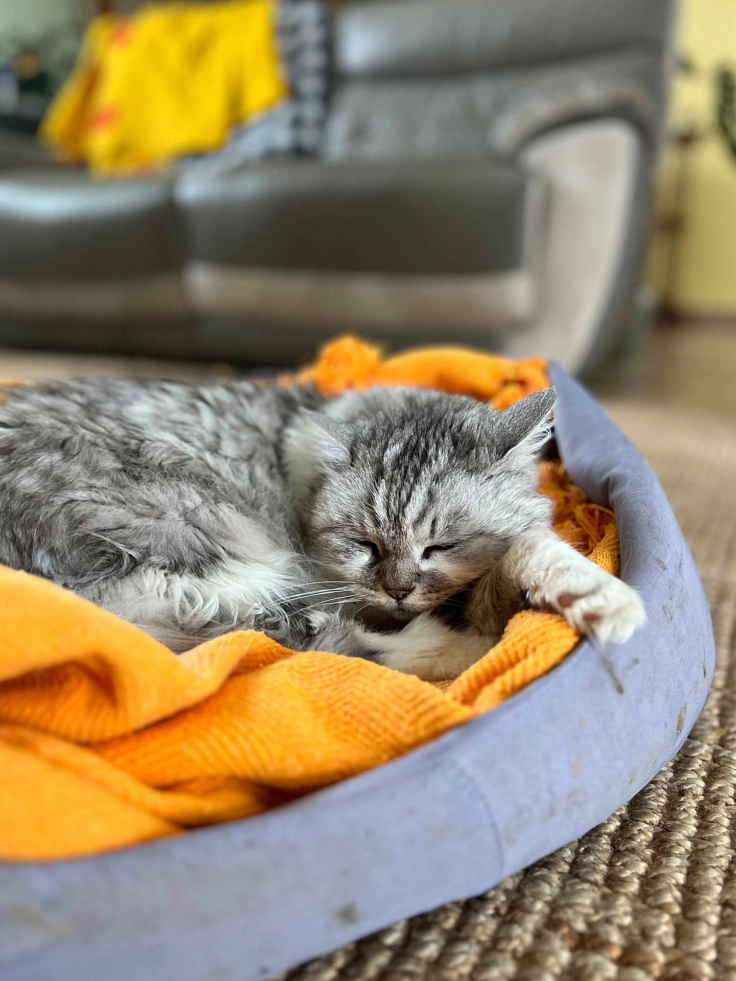 Moumoute participe au concours pour gagner de l'argent avec cette photo : cat, sleeping, pet_bed, blanket, gray_tabby, indoor, cozy, feline, resting, soft, home, carpet, closeup, fur, animal, domestic, relaxing, comfort, orange, blurred_background