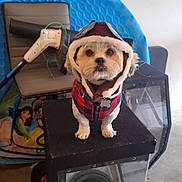 Gismo is registered to the contest to win money with this photo: accessory, animal, chair, clothing, cute, dog, ears, floor, furniture, garage, hat, indoor, jacket, kiddie_pool, looking_up, pet, plaid, puppy, small_dog, speaker