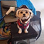 accessory, animal, chair, clothing, cute, dog, ears, floor, furniture, garage, hat, indoor, jacket, kiddie_pool, looking_up, pet, plaid, puppy, small_dog, speaker