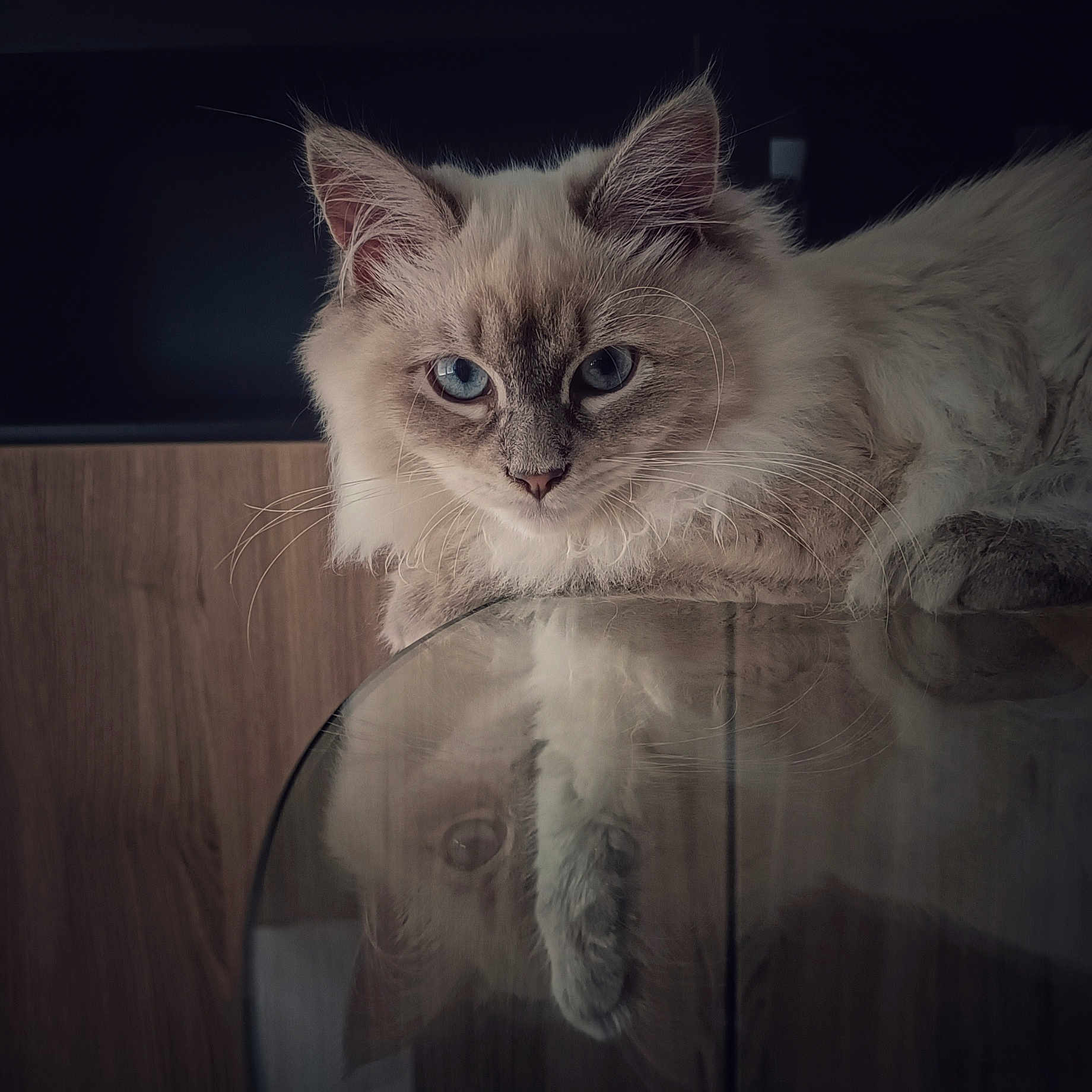 Leia participe au concours pour gagner de l'argent avec cette photo : abyssinian, angora, animal, cat, couch, furniture, hardwood, kitten, manx, pet, plywood, siamese, wood