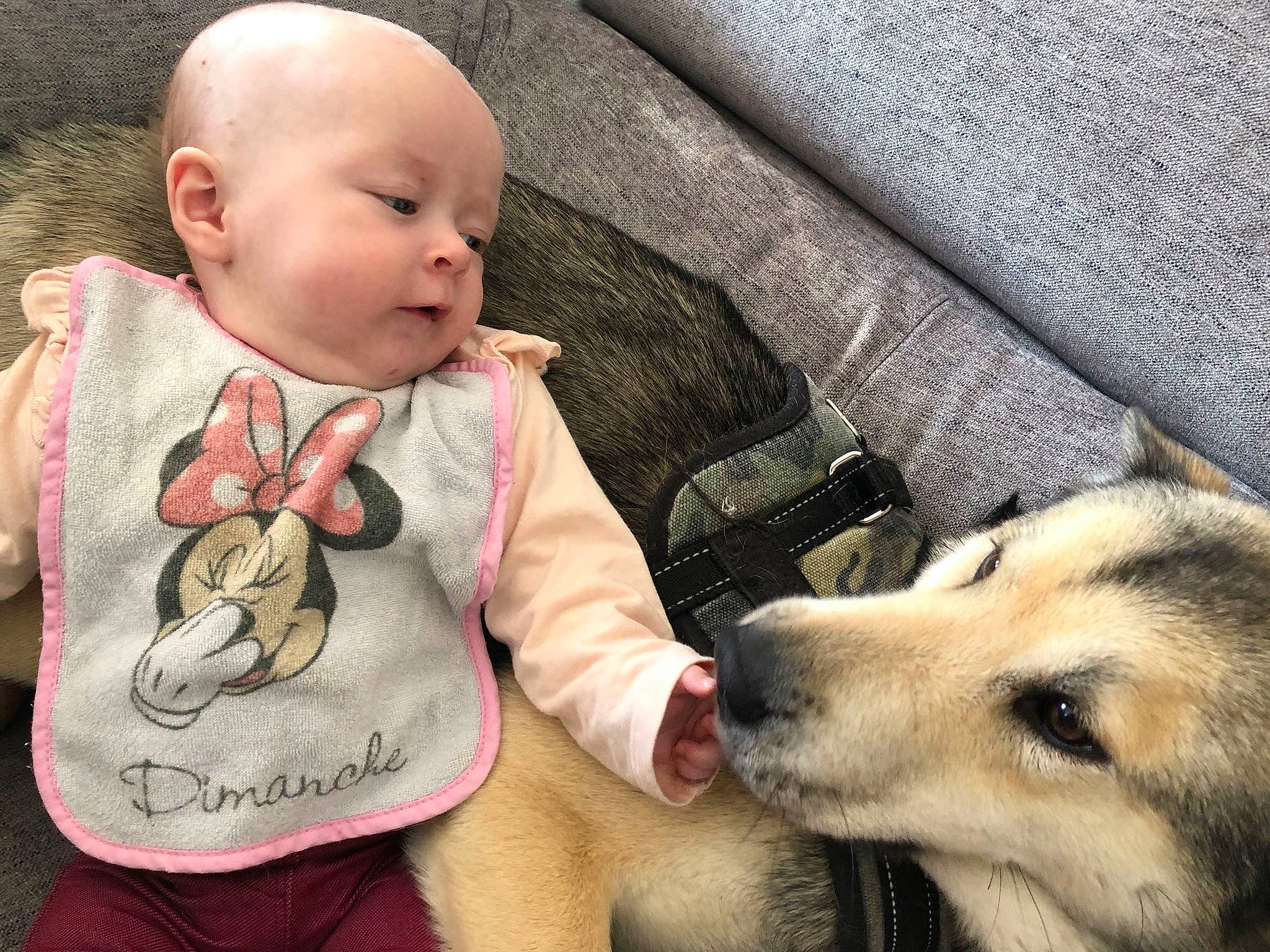 Maïly a rejoint le concours — aidez-le/la à gagner de superbes lots ! baby, canidae, carnivore, child, companion_dog, czechoslovakian_wolfdog, dog, dog_breed, ear, head, mammal, nap, nose, person, puppy_love, snout, toddler, wolfdog