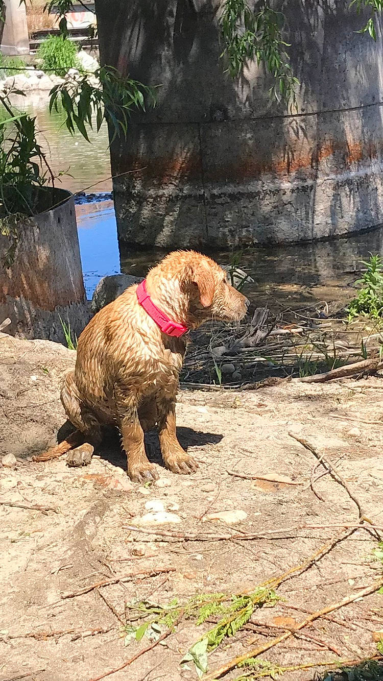 Holly is registered to the contest to win money with this photo: canidae, carnivore, companion_dog, dog, dog_breed, dog_supply, fawn, gun_dog, hunting_dog, liver, pet_supply, plant, poodle, soil, sporting_group, tail, terrestrial_animal, walking, water_dog, working_animal