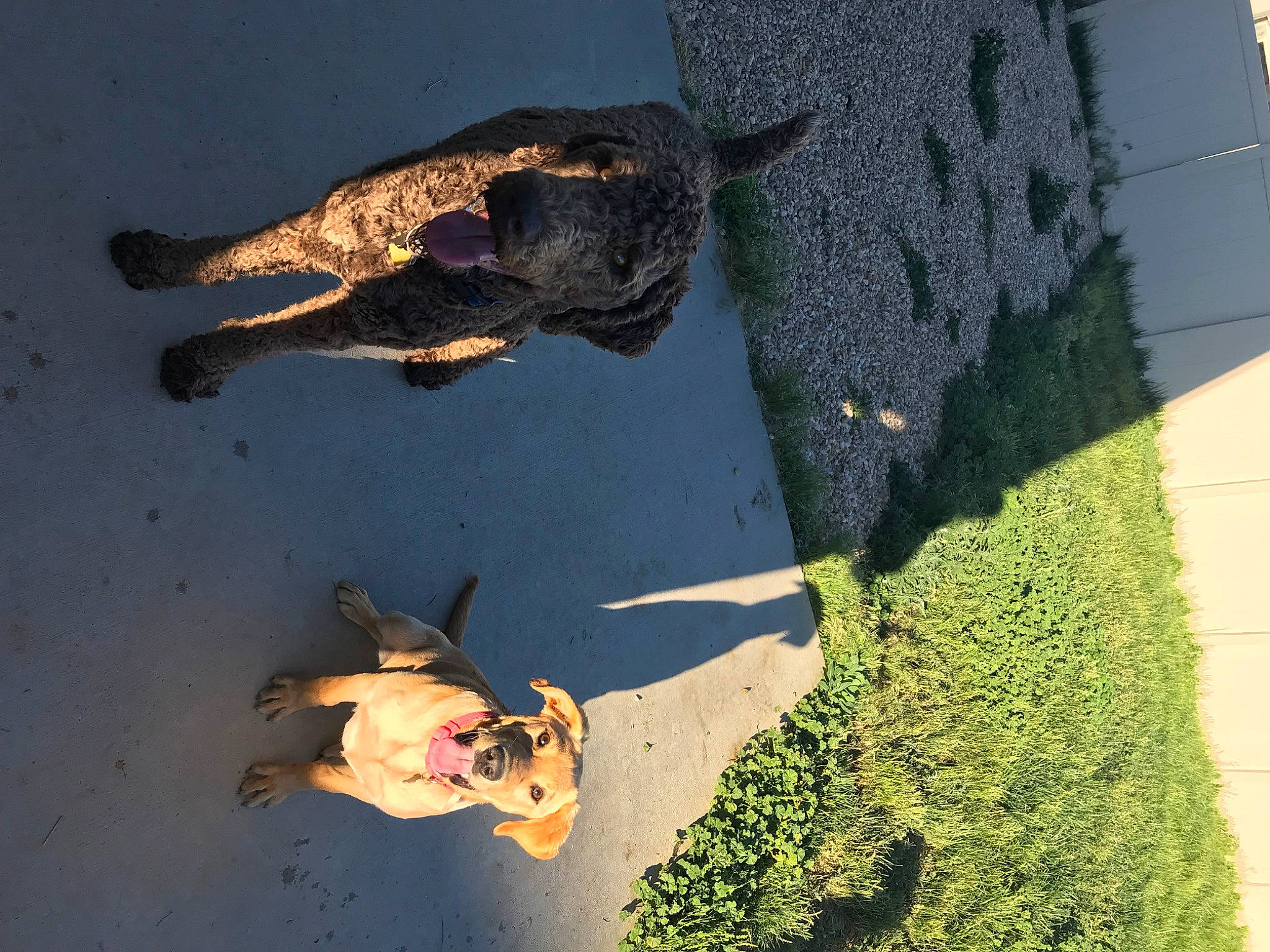 Holly joined the competition — help win amazing prizes! _geese_and_swans, art, beak, duck, ducks, fun, grass, landscape, leg, leisure, organism, people_in_nature, reflection, road_surface, shadow, soil, terrestrial_animal, tints_and_shades, water, water_bird