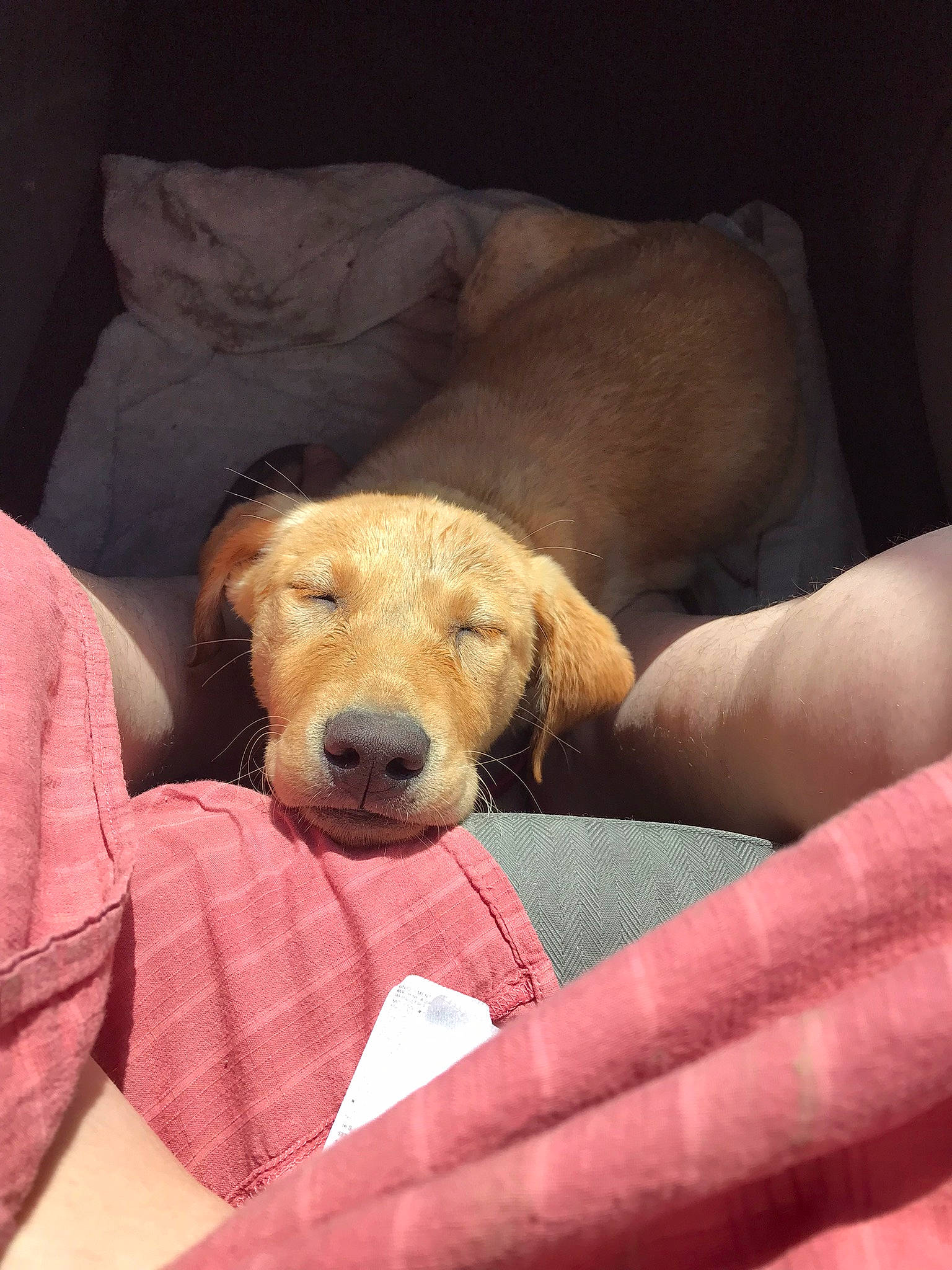 Holly is registered to the contest to win money with this photo: canidae, carnivore, comfort, companion_dog, dog, dog_breed, dog_supply, fawn, fur, hound, lap, pet_supply, sitting, snout, sporting_group, toy, working_animal