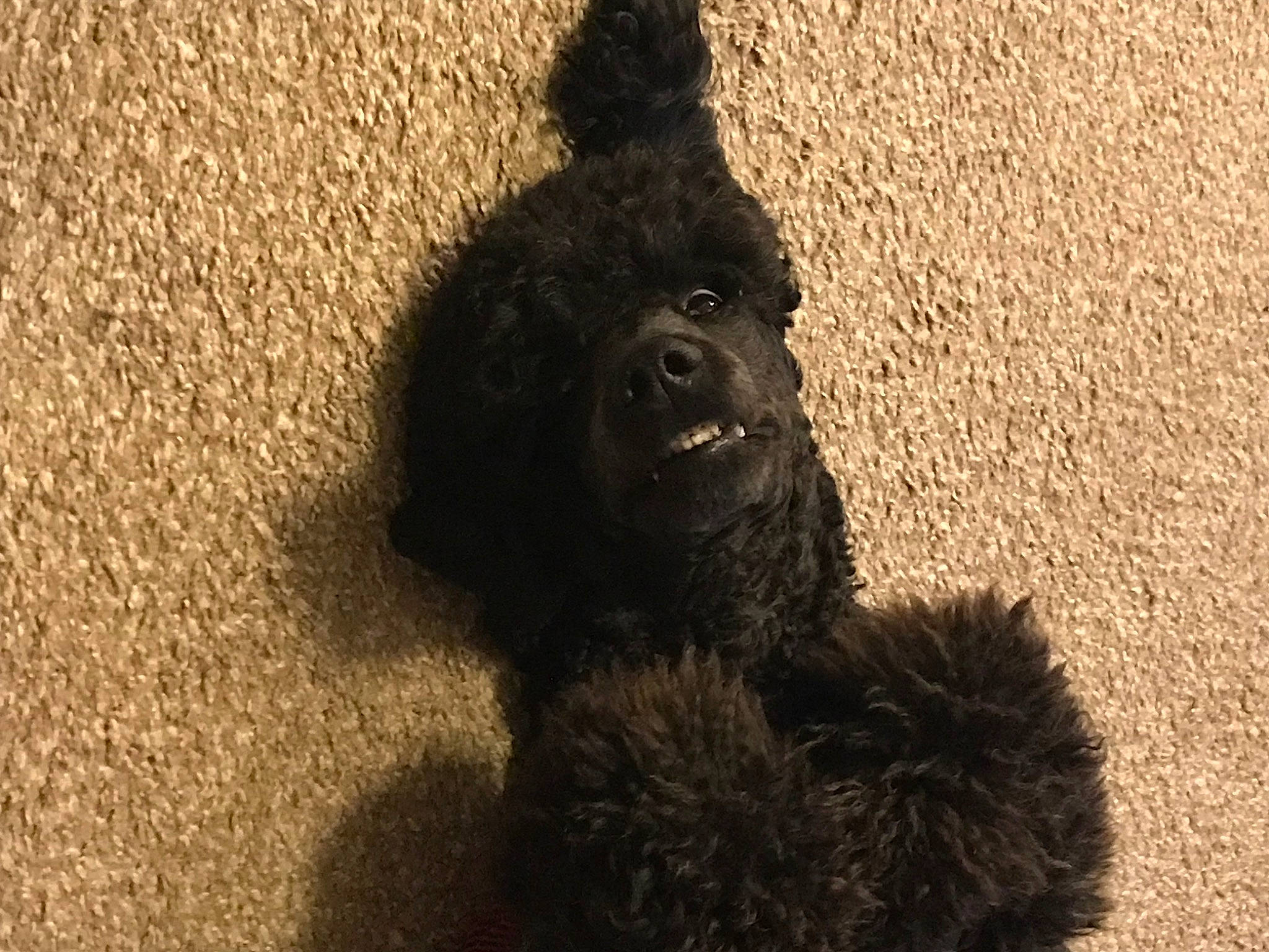 Rhiannon joined the competition — help win amazing prizes! canidae, carnivore, companion_dog, dog, dog_breed, fur, labradoodle, non_sporting_group, paw, poodle, poodle_crossbreed, shadow, snout, soil, sporting_group, terrestrial_animal, terrier, toy_dog, water_dog, working_animal