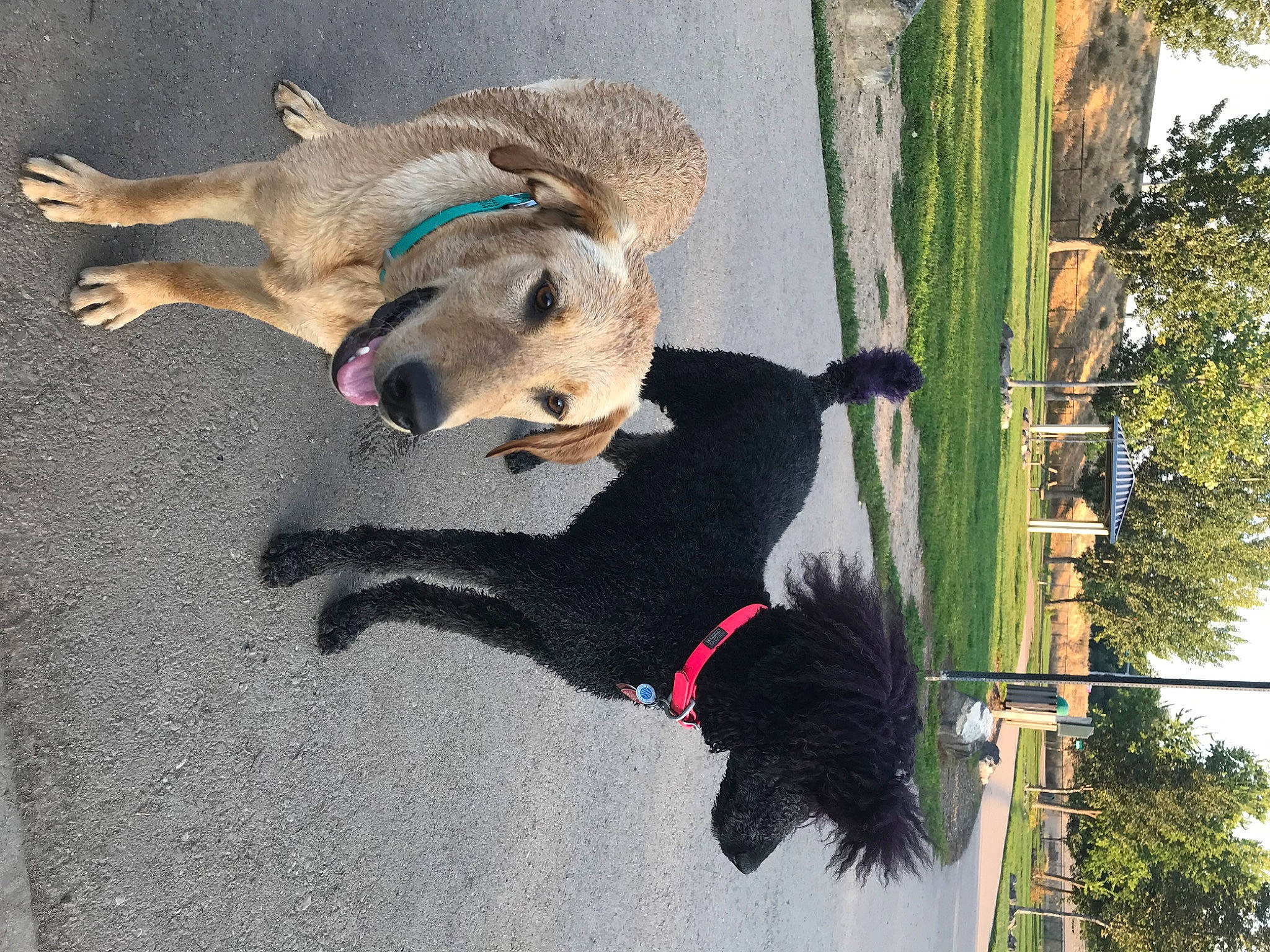 Rhiannon is registered to the contest to win money with this photo: adventure, canidae, carnivore, collar, companion_dog, dog, dog_breed, dog_collar, dog_supply, fawn, leash, pet_supply, plant, sky, sporting_group, tail, tree, vertebrate, window, working_animal