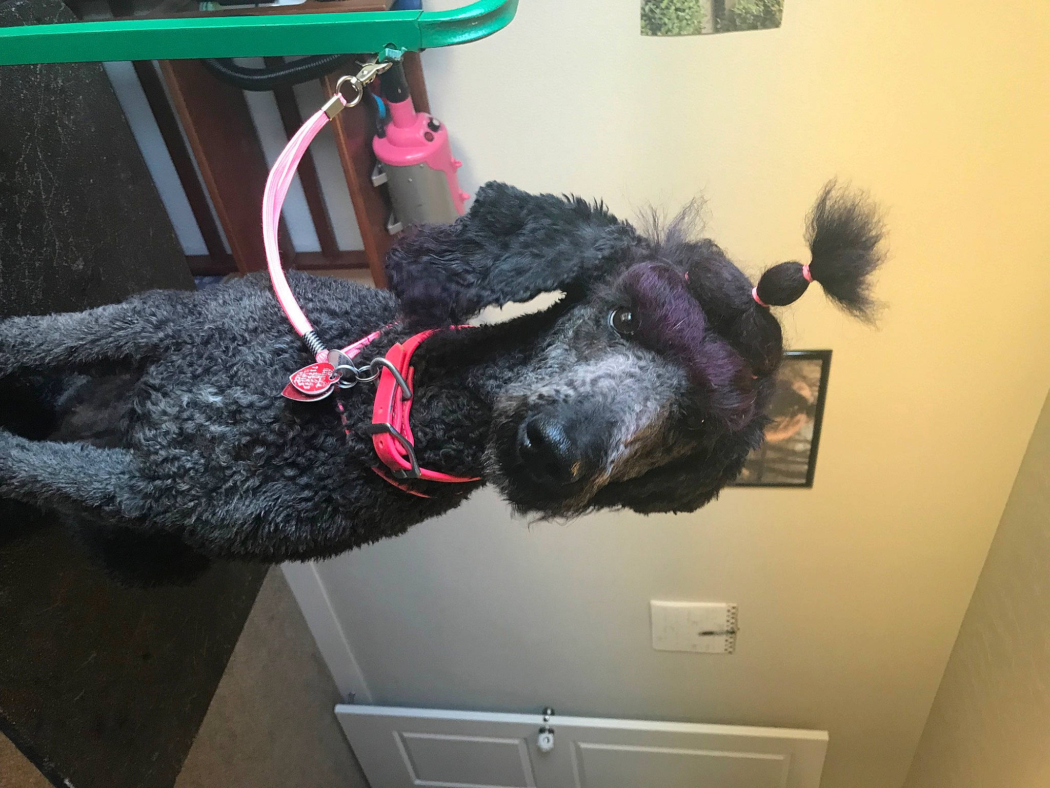 Rhiannon joined the competition — help win amazing prizes! canidae, carnivore, collar, dog, dog_breed, dog_collar, fur, leash, magenta, natural_material, pet_supply, picture_frame, snout, sporting_group, tail, water_dog, working_animal