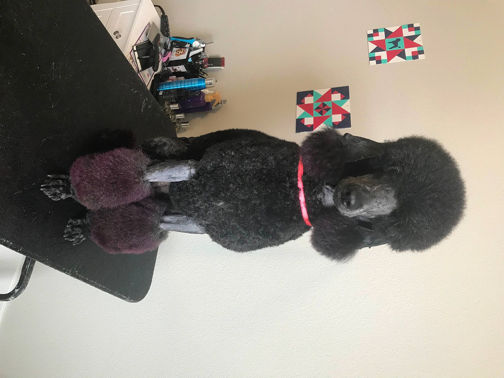 Rhiannon is registered to the contest to win money with this photo: dog_breed, fur, headgear, plush, primate, sporting_group, stuffed_toy, tail, thread, toy, wool, woolen