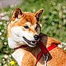 Hiro a rejoint le concours — aidez-le/la à gagner de superbes lots ! dog, shiba_inu, red_harness, outdoor, grass, flowers, pet, animal, canine, summer, nature, portrait, looking_back, daylight, fur, muzzle, ears, leash, happy, closeup