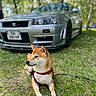 Hiro participe au concours pour gagner de l'argent avec cette photo : dog, shiba_inu, grass, car, silver_car, harness, outdoor, park, trees, nature, pet, animal, canine, lying_down, sunlight, daytime, blurred_background, greenery, leash, relaxed