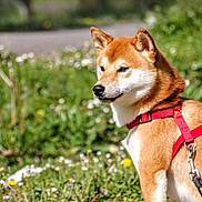 Hiro participe au concours pour gagner de l'argent avec cette photo : dog, shiba_inu, red_harness, leash, grass, flowers, outdoor, nature, pet, canine, animal, sunlight, greenery, field, summer, alert, mammal, walking, park, portrait