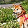 dog, shiba_inu, red_harness, leash, grass, flowers, outdoor, nature, pet, canine, animal, sunlight, greenery, field, summer, alert, mammal, walking, park, portrait