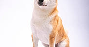 Hiro a rejoint le concours — aidez-le/la à gagner de superbes lots ! dog, shiba_inu, pet, animal, studio, portrait, sitting, fur, canine, white_background, cute, looking_away, ears, paws, mammal, friendly, domestic_animal, alert, clean, well_groomed