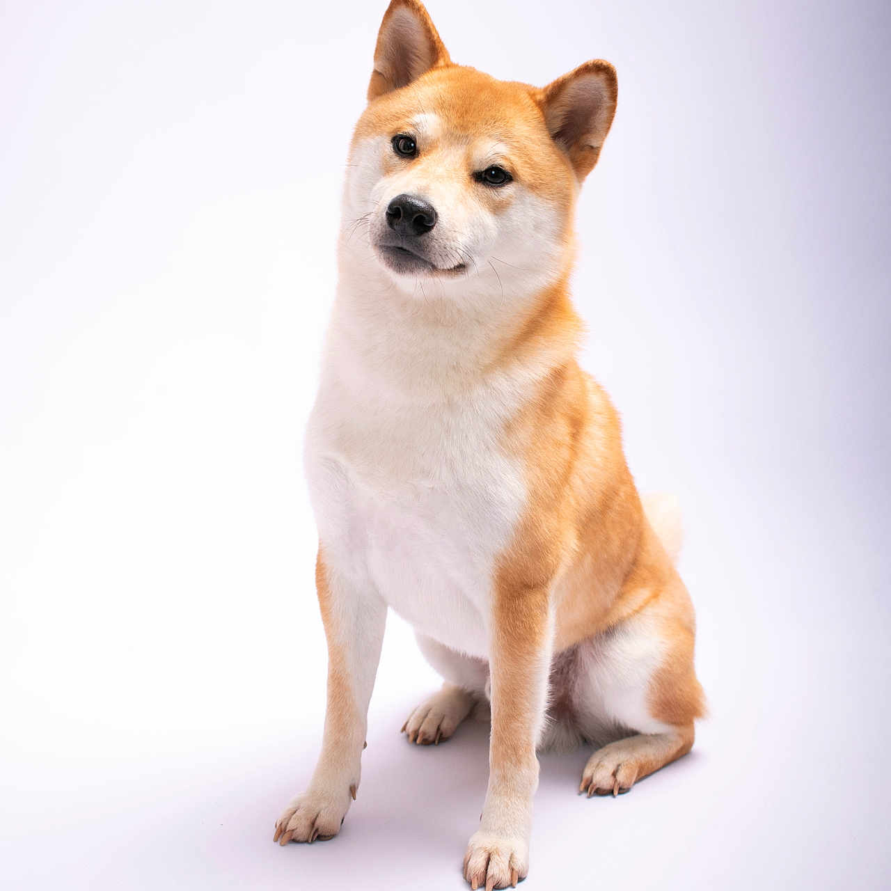 Hiro a rejoint le concours — aidez-le/la à gagner de superbes lots ! dog, shiba_inu, pet, animal, studio, portrait, sitting, fur, canine, white_background, cute, looking_away, ears, paws, mammal, friendly, domestic_animal, alert, clean, well_groomed