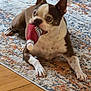 dog, boston_terrier, toy, indoor, rug, playful, pet, animal, floor, ears_up, mouth, bottle_toy, looking, alert, cute, small_dog, white_and_brown, domestic, house, carpet